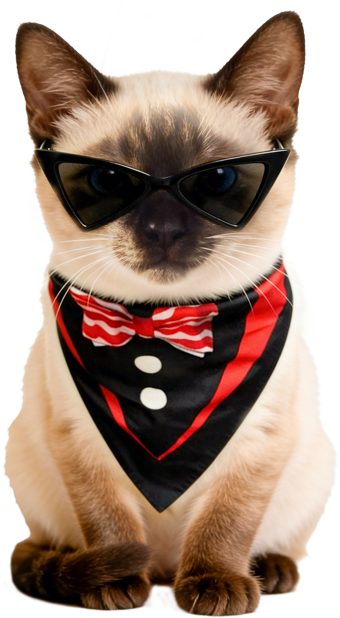 PAWPRISE CATS