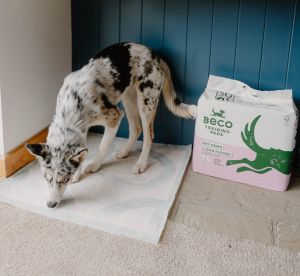 Beco Training Pads 