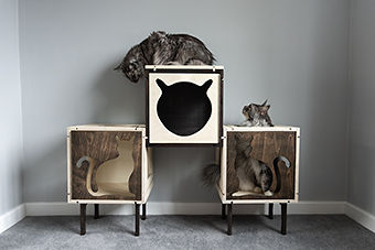 Cat Pyramid 