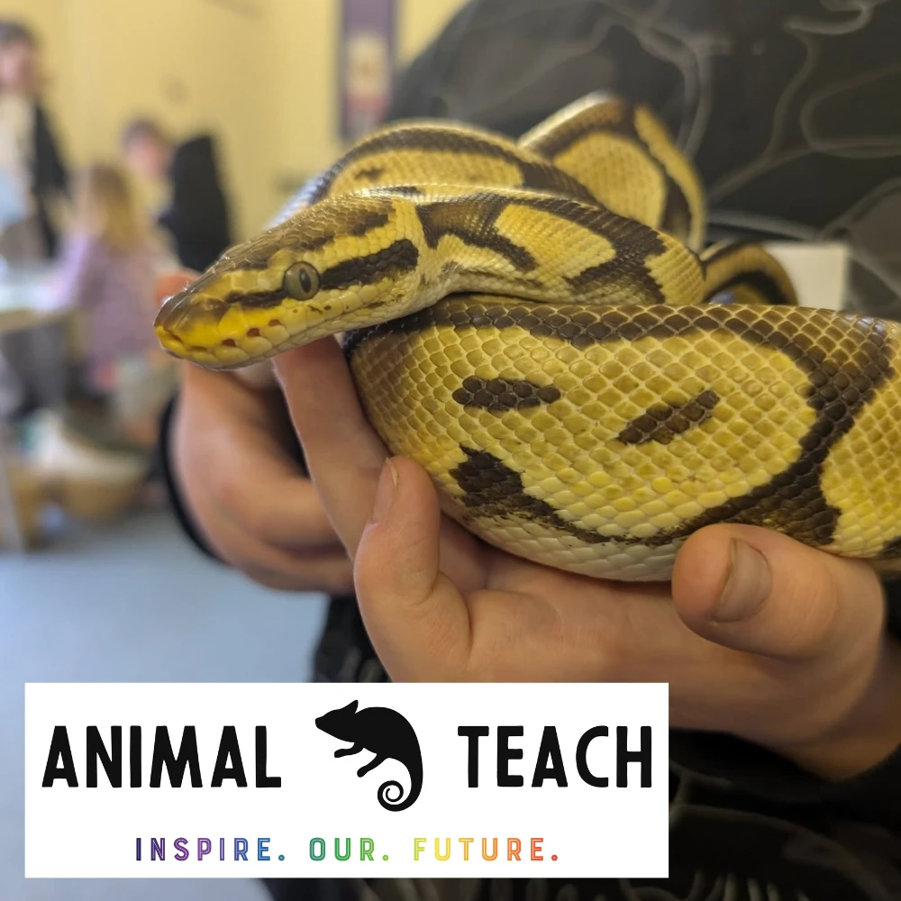 Animal Teach