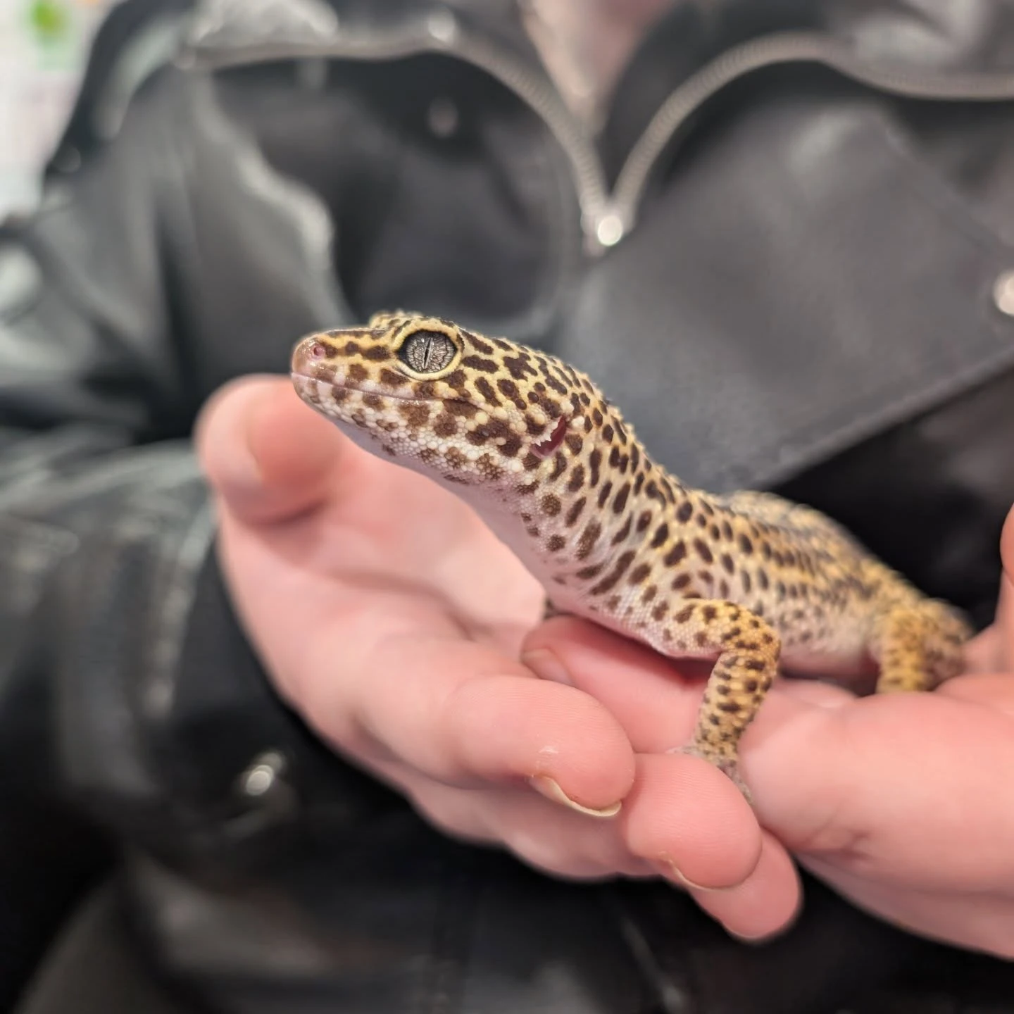 Leopard Gecko 1