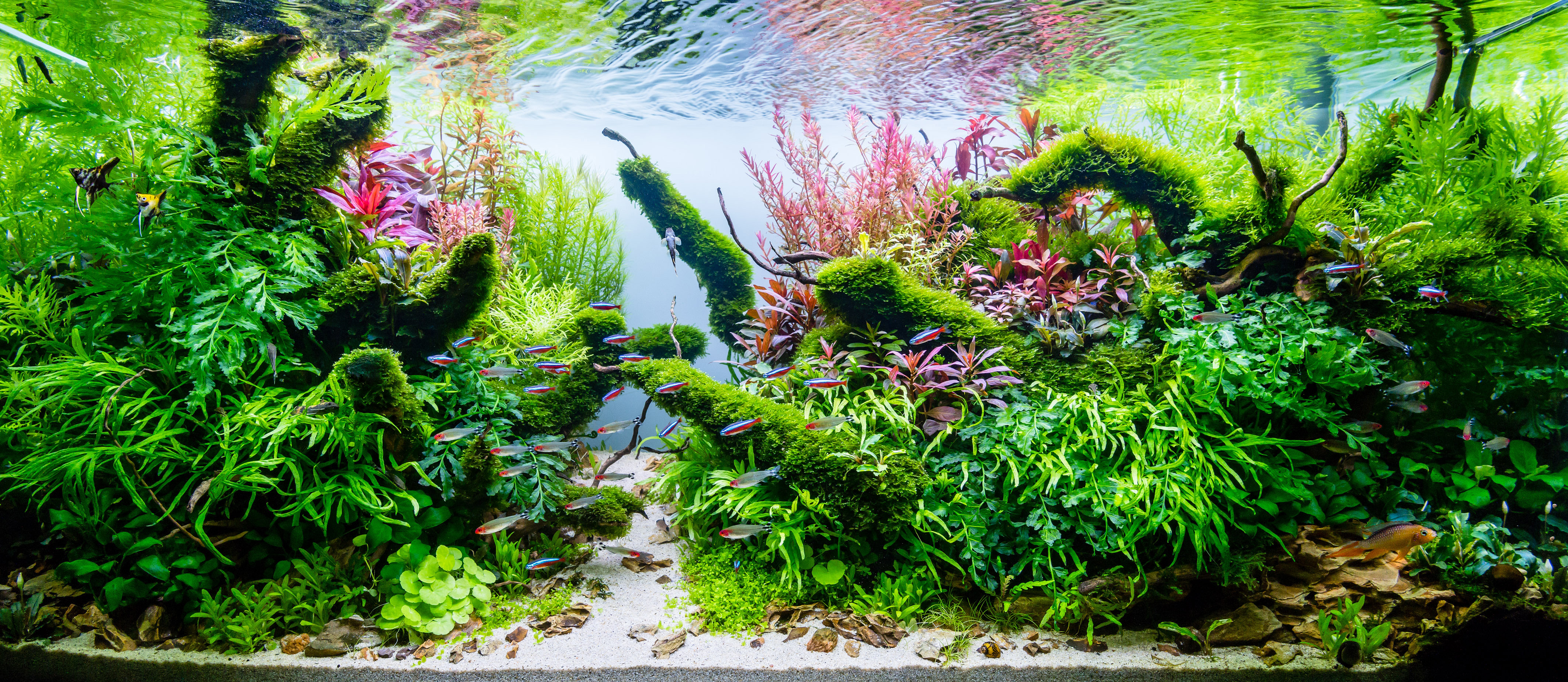 Aquarium Layout