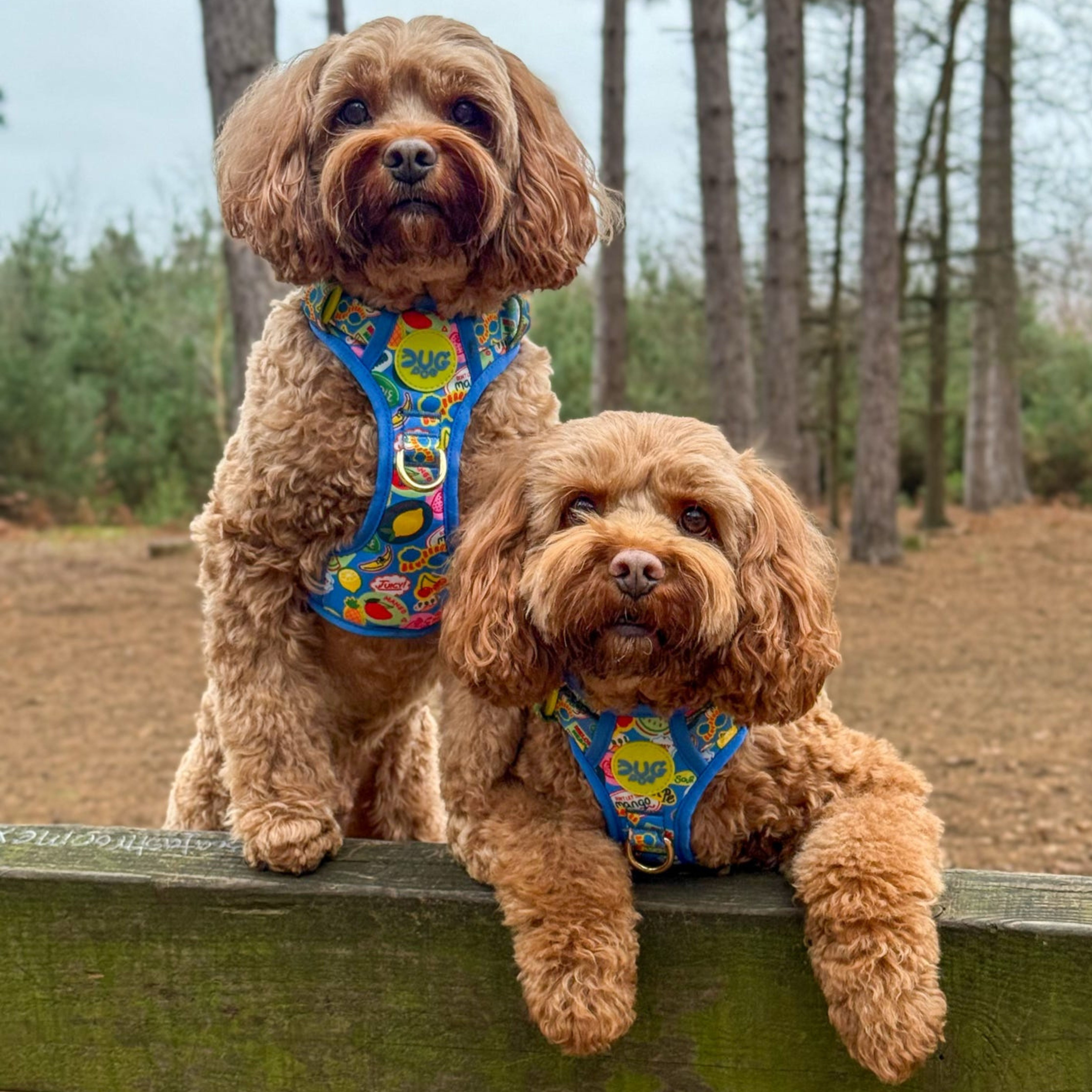 Pogs Punnet - Pog & Pull Harness