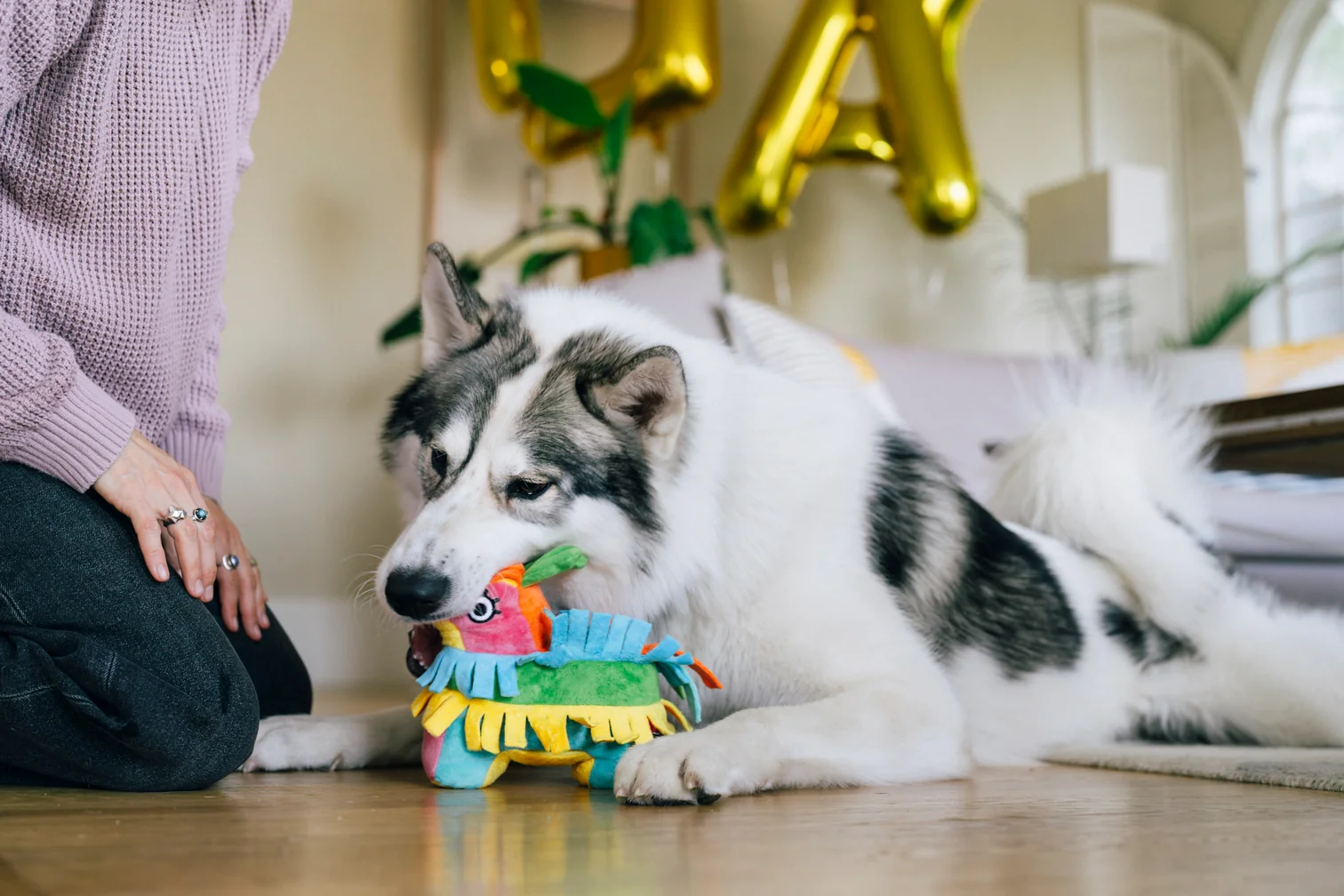 Party Animal Fiesta Fetch Pinata