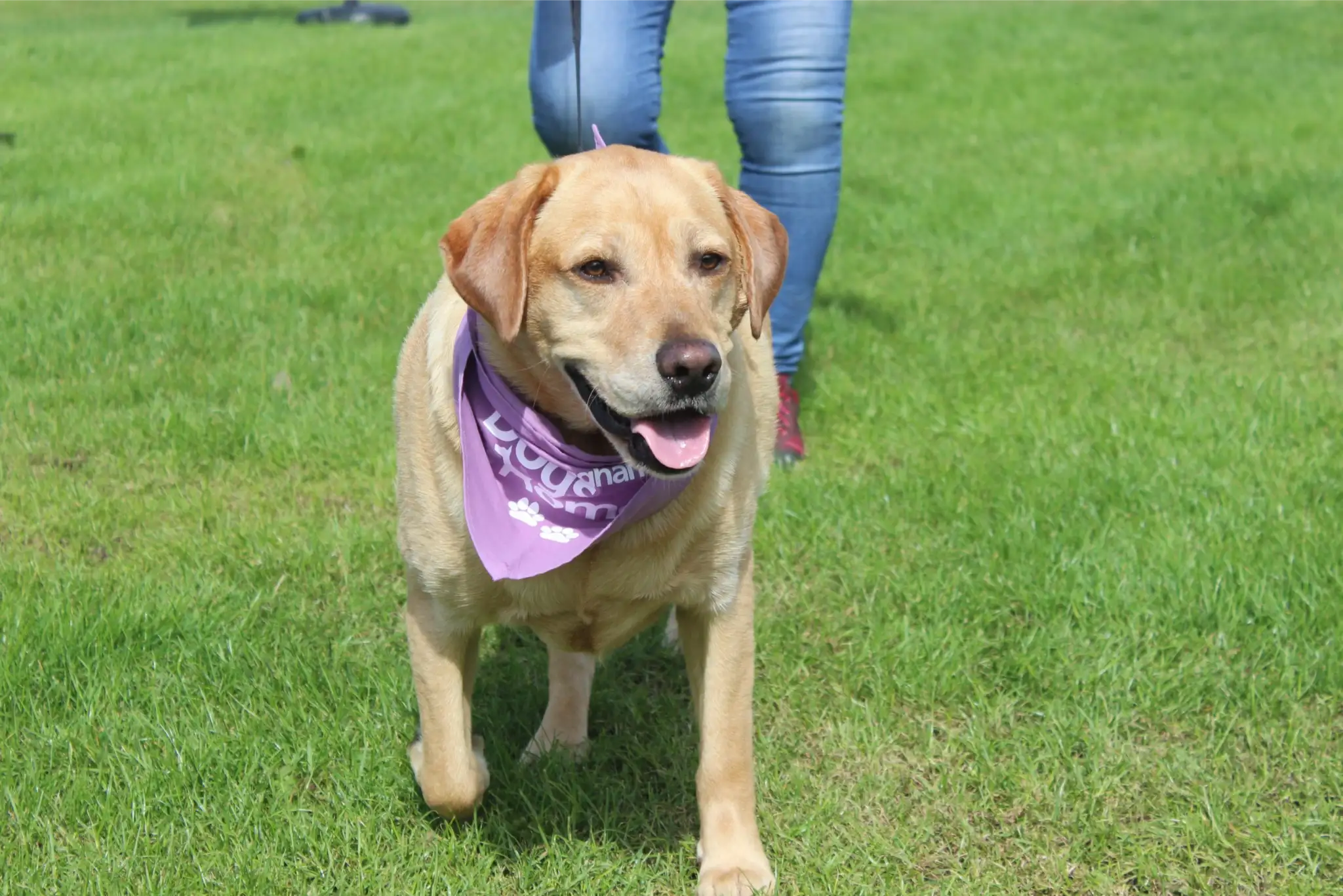 Birmingham Dogs Home