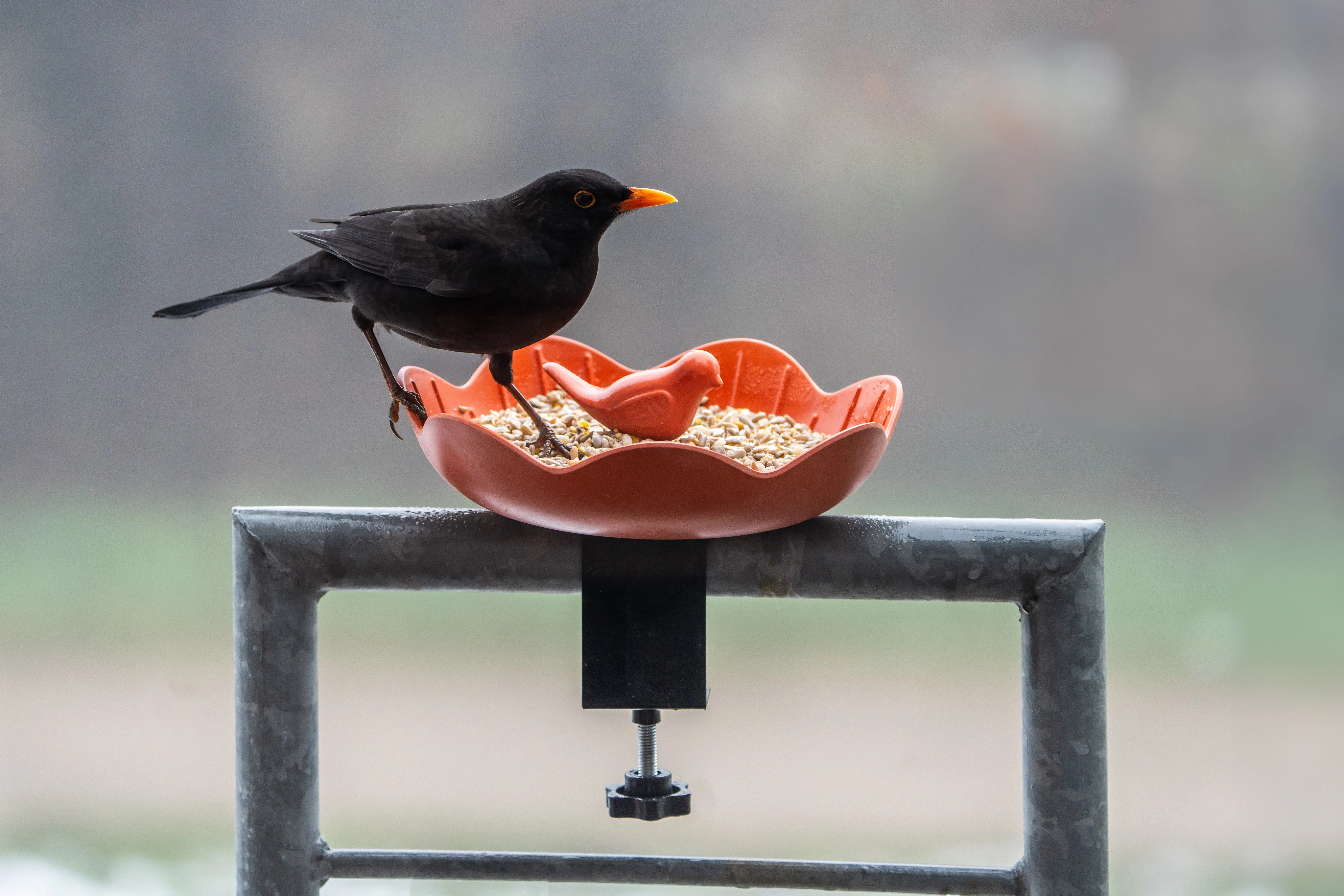 CJ Wildlife Launches Balus Range of Feeders & Water Dishes