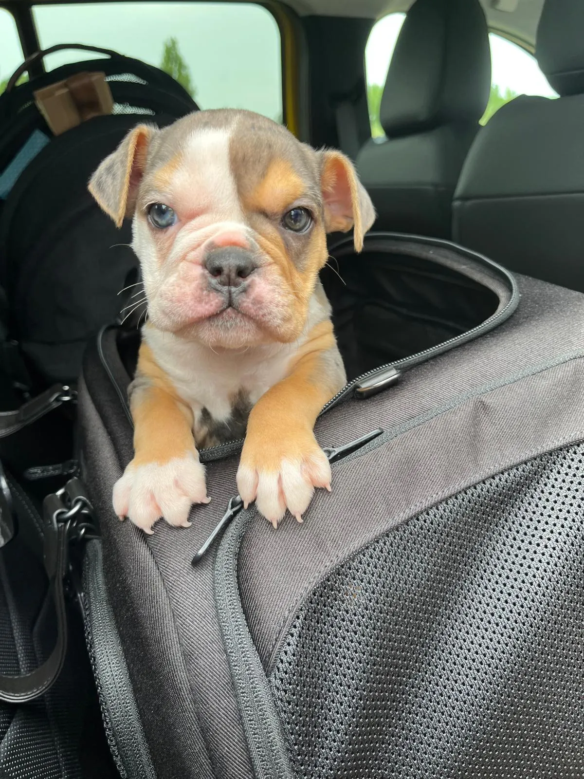 Tavo Pet Safety Travel Range Shortlisted at PetQuip Awards