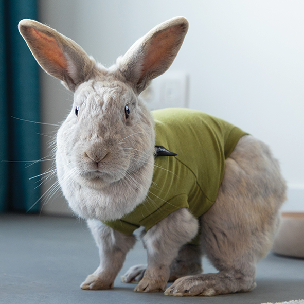 Rabbit Recovery Suit by Suitical