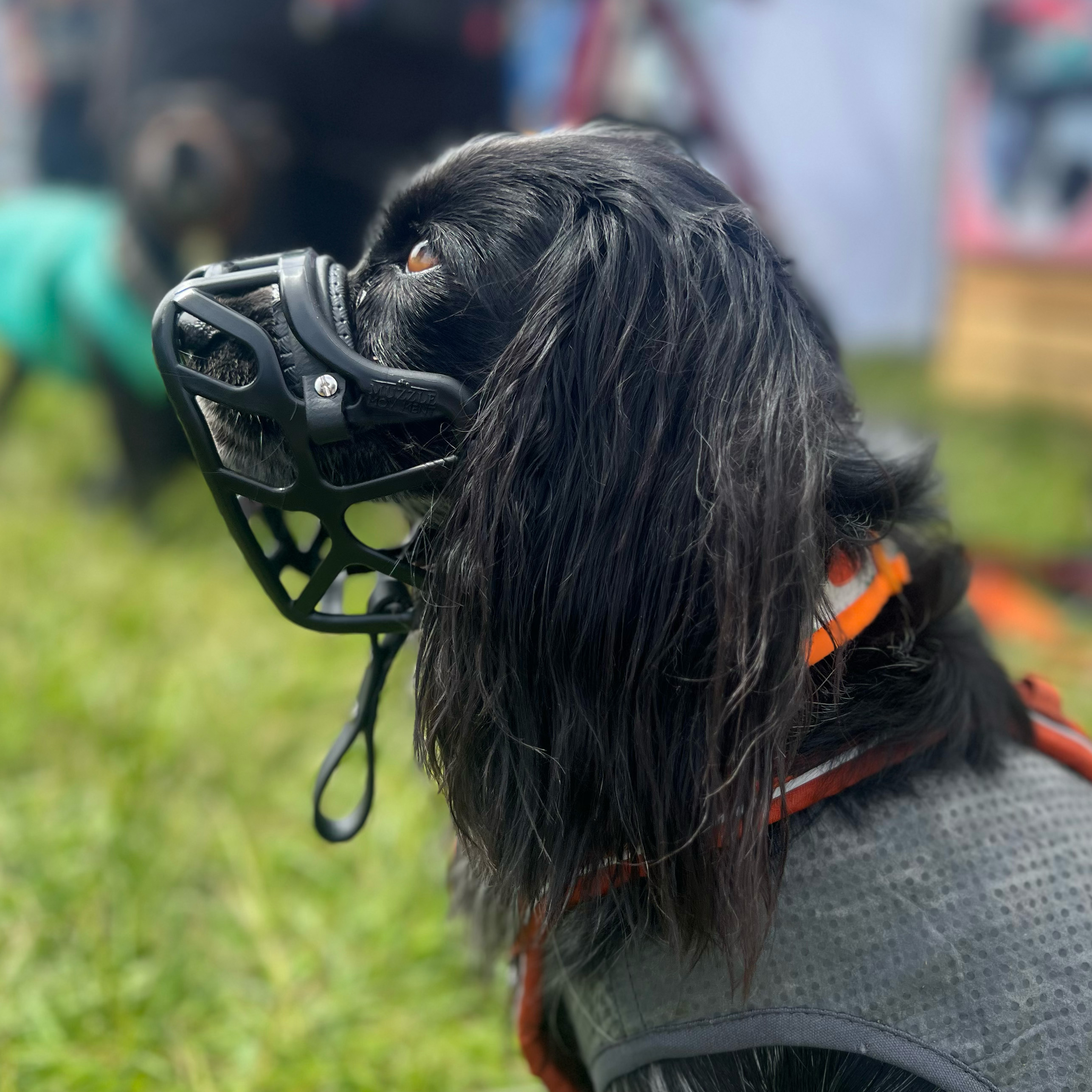 Size Mia Dog Muzzle 