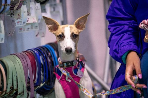 Edition Dog Live to become Every Dog Live as major investment fuels 2027 expansion