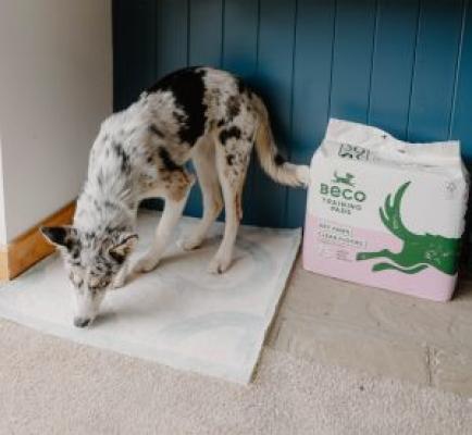 Beco Training Pads 