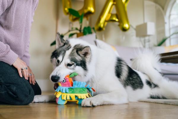Party Animal Fiesta Fetch Pinata