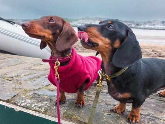 Tiny Tails All Weather Collar & Lead Set